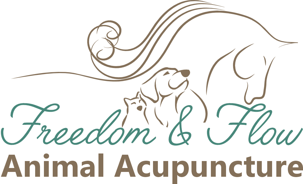 Animal acupuncture for dogs, cats, horses central coast nsw