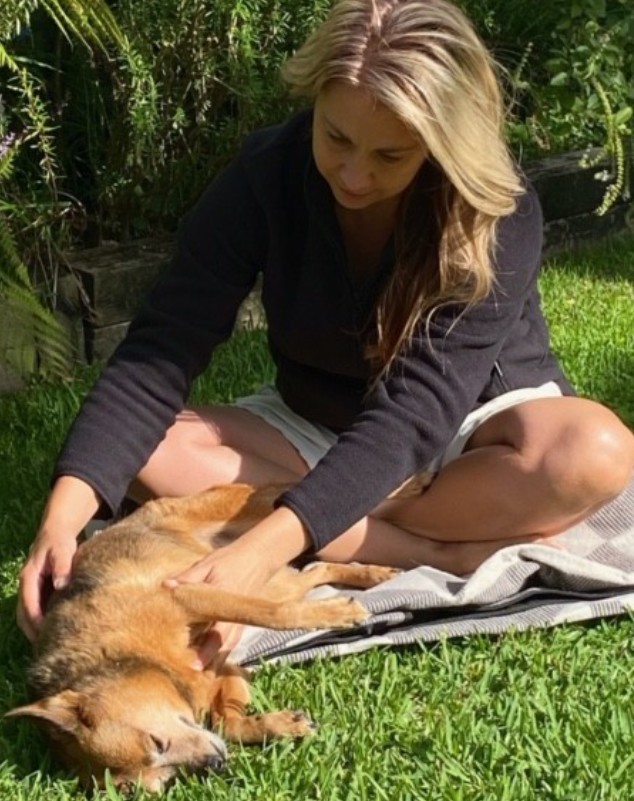acupuncture for dogs, cats and horses